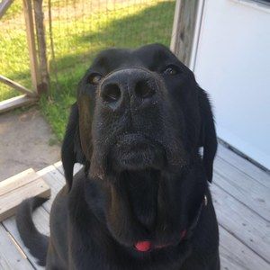 Meet your Posher, Addison